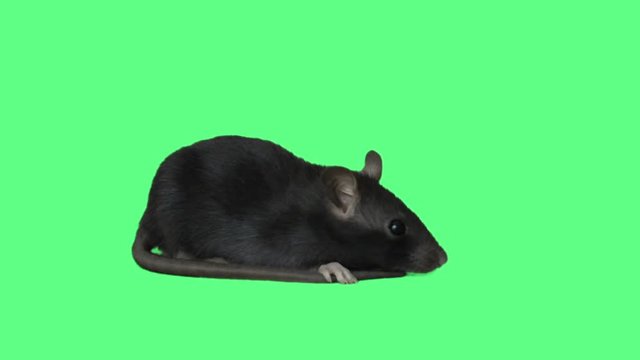 funny rat on green screen, side view