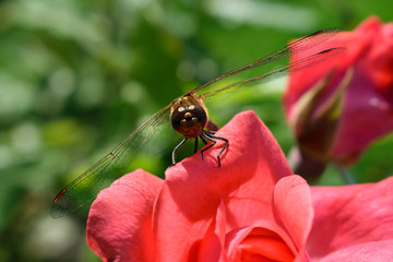 Libelle auf einer Rose