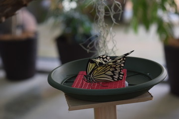 くつろぐアゲハ蝶