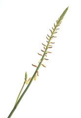 Aloe Vera flower fresh. close up