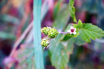 Unripe BlackBerry grey and white flower BlackBerry. Rubus caesius. Selective focus