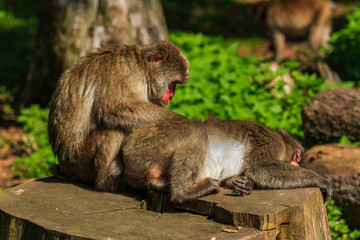 Japanese Makak monkey picking fleas from the fur of another monkey
