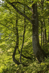 Fototapeta premium fragment of a sunlit beech forest on the slope of the mountain with light beech trunks in the foreground