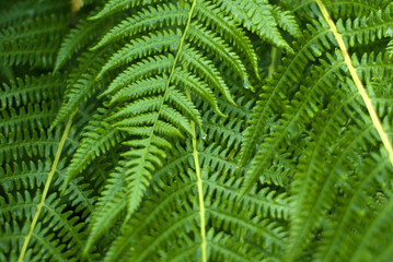 background: fern leaves close-up