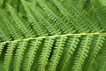 background: fern leaves close-up