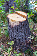 Stump in the forest. Remains of the sawn trunk
