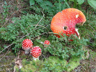 muchomorki © Estera