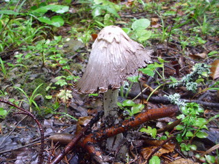 dojrzały czernidłak kołpakowy © Estera