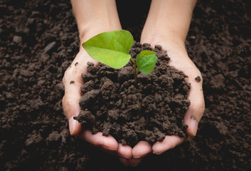 Human hands holding green small plant life concept.Ecology concept.