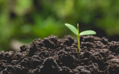 Seedling and plant growing in soil on nature background