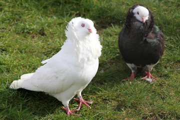 Obraz premium pigeon