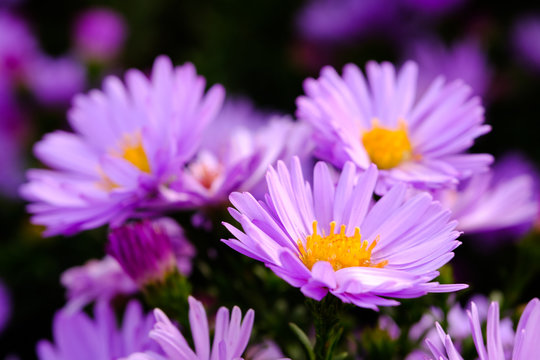 Purple flower detail