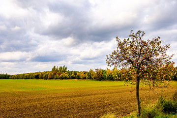 Tree by field in Autumn