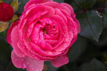Pink roses with dew drops. Beautiful flower after the rain flourishing close.