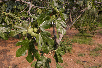 Fototapeta na wymiar Growing fig fruits on branches of a fig tree.