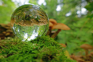 Fototapete bei efototapeten.de bestellen   