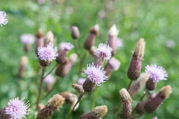Wildpflanze