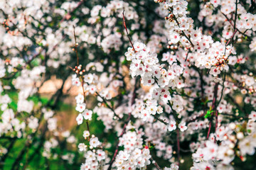 Cherry tree blossoms. Spring flowers background. Selective focus. Color toning.