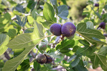Ripe fig fruits on branches of a fig tree.