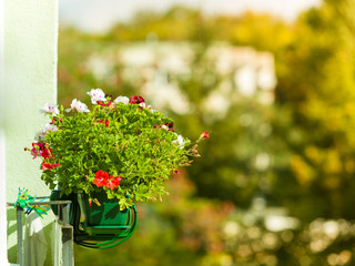 Decorative balcony flowers in pots with hanger