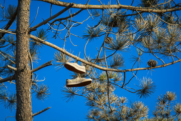 old shoes hanging in a pine tree