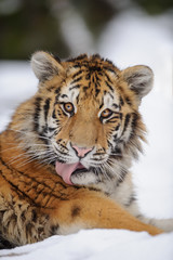 Siberian tiger licking himself
