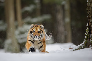 Naklejka premium Uruchamianie tygrysa na śniegu