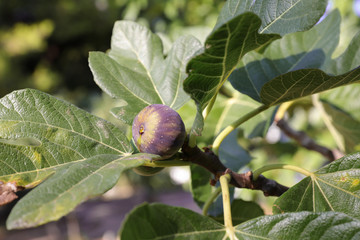 Growing fig fruit on branch of a fig tree.
