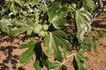Growing fig fruits on branches of a fig tree.