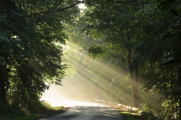 Fototapeta premium Rural road through the forest on a foggy morning 