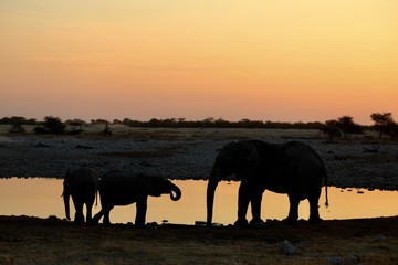 Elephants drinking from Okaukuejo waterhole - Etosha Park Namibia