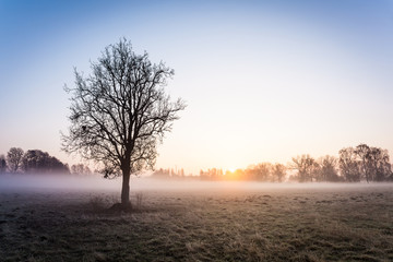 Baum im Nebelfeld