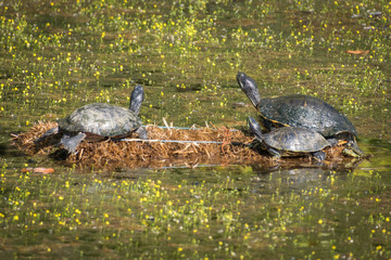 Sunbtahing Turtles