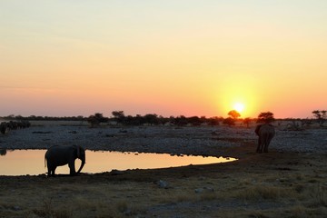 Elephants drinking from Okaukuejo waterhole - Etosha Park Namibia