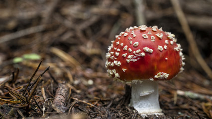 Amanita muscaria (fly agaric) a poisonous mushroom with red cap and white dots in a forest.
