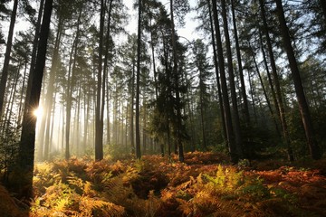Coniferous forest on a foggy autumn morning