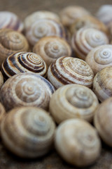 Snail Shells
