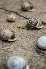Snail Shells