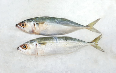 Advertise, Business, Food Concept - Close up of fresh mackerels on ice in the supermarket