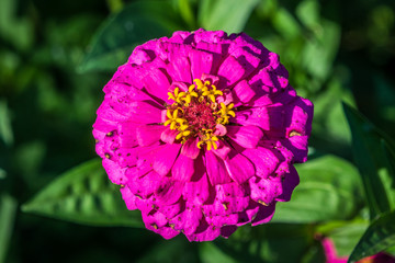 Beautiful Purple Flower