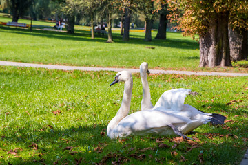 Two swans in Park in Naleczow city, Poland