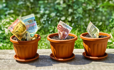Euro and dollar bills growing in flowerpots