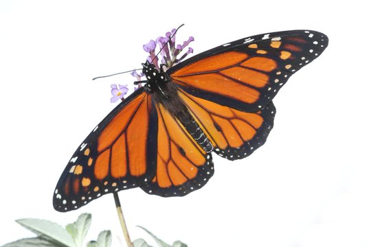 Male Monarch Butterfly (danaus plexippus) on White