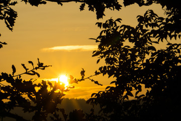 Warm orange autumn sunset behind leaves of a tree