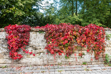 Herbstlaub rankt an der Wand 