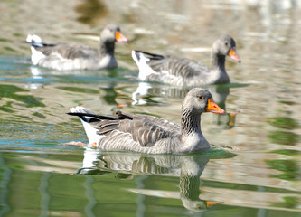 duck on the lake