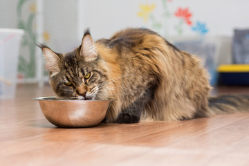 Maine Coon's large adult cat eats raw meat from a metal cup