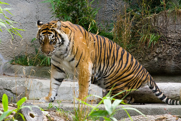 Tiger standing on rocks in forest