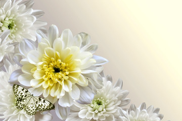 White chrysanthemums and butterfly