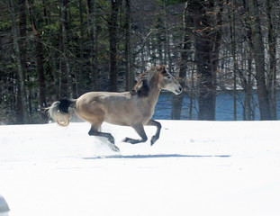 Naklejka premium Snow Mustang Mare Running Free